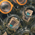 Boveda 62% 67g (1 Pack) - view 3